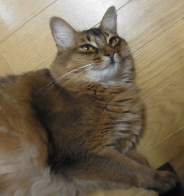 「猫だらけ」