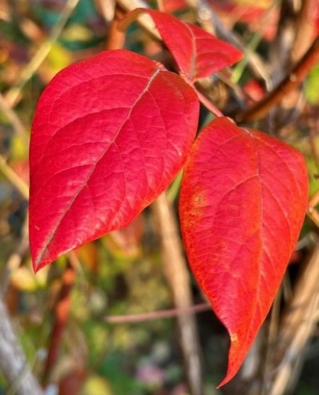 thumbnail_IMG_4414 (2)