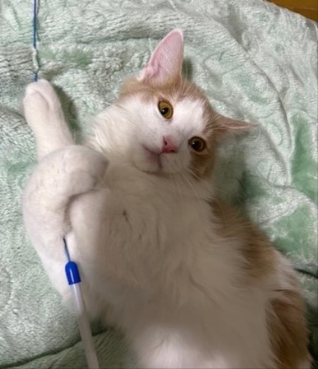 thumbnail_IMG_7465 (1)