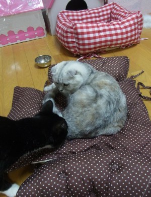 「猫だらけ」