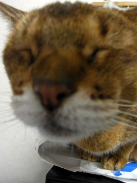 「猫だらけ」