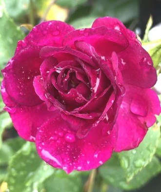 IMG_0061