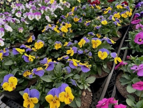 thumbnail_IMG_7772