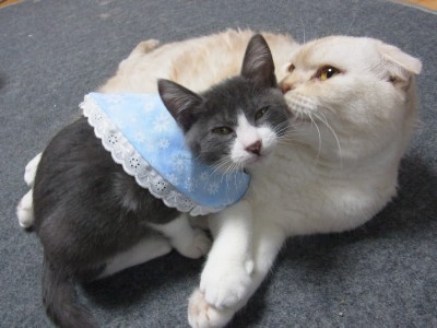 「猫だらけ」