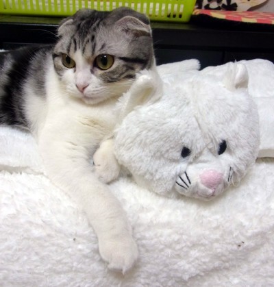 「猫だらけ」