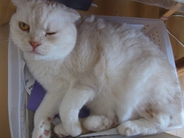 「猫だらけ」