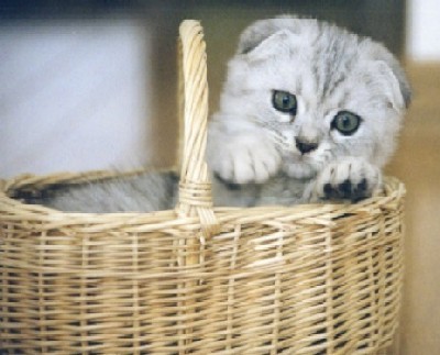 「猫だらけ」