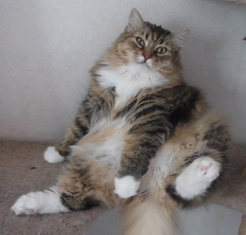 「猫だらけ」