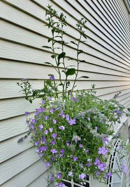 thumbnail_IMG_8418 (1)