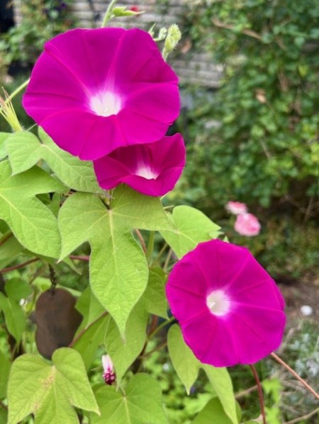 thumbnail_IMG_1119