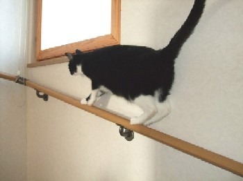 「猫だらけ」