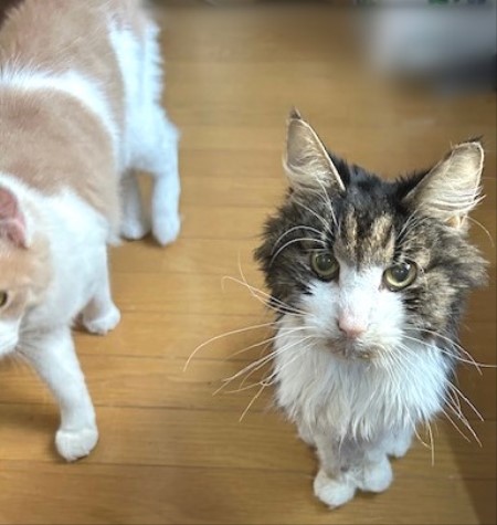 thumbnail_IMG_7633 (1)