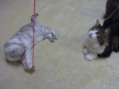 「猫だらけ」