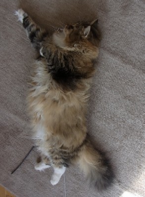 「猫だらけ」
