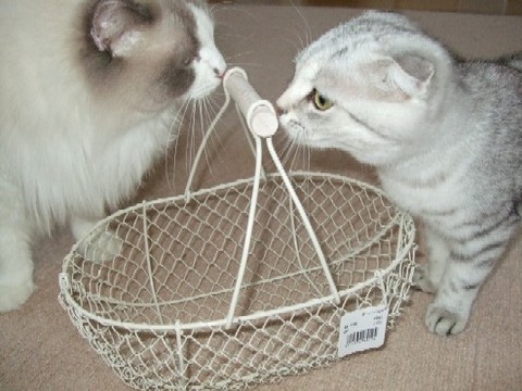 2007_0412猫写真0025