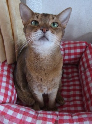 「猫だらけ」