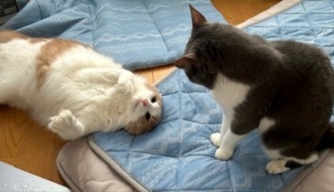 thumbnail_IMG_4147 (2)