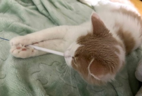 thumbnail_IMG_7477 (2)