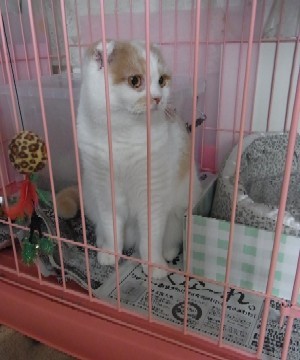 「猫だらけ」