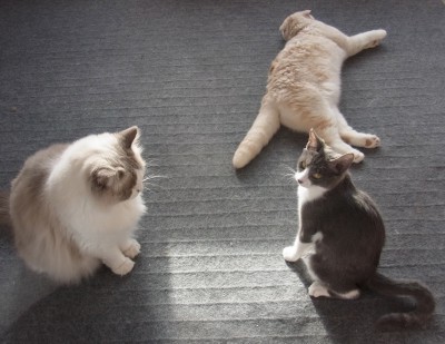 「猫だらけ」