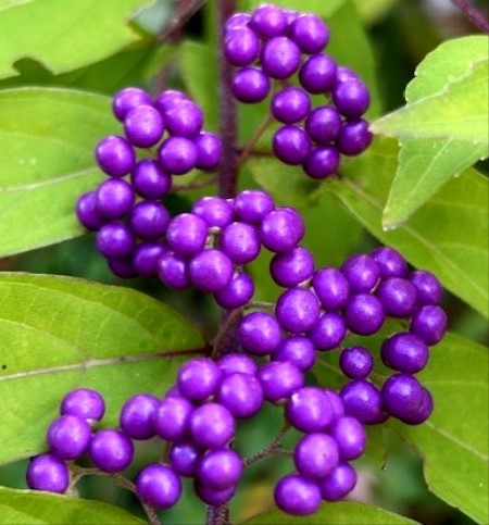 thumbnail_IMG_7160 (2)