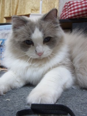 「猫だらけ」