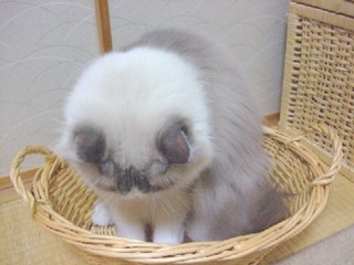 2007_10100038