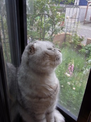 「猫だらけ」