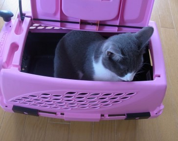 「猫だらけ」