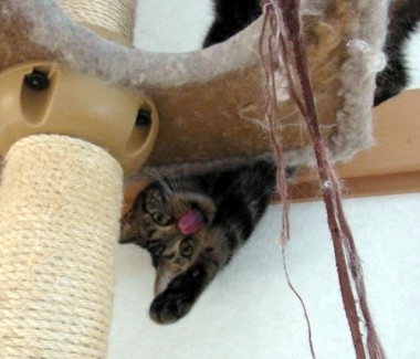 「猫だらけ」