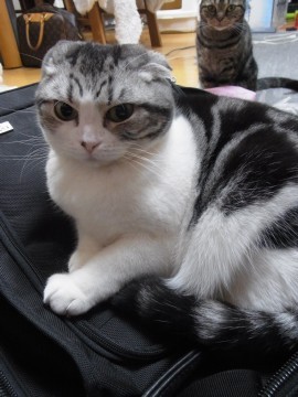 「猫だらけ」