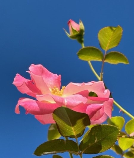 thumbnail_IMG_9132