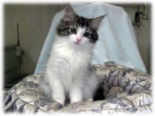 「猫だらけ」