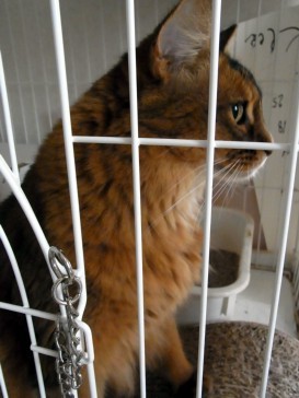 「猫だらけ」