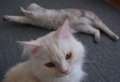 「猫だらけ」