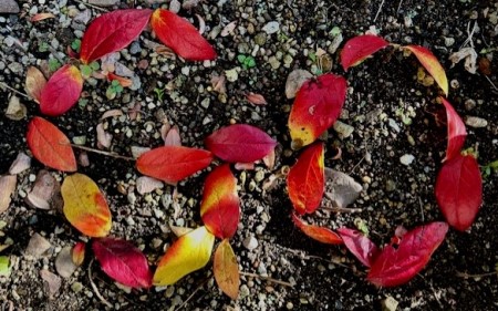 thumbnail_IMG_4438 (1)