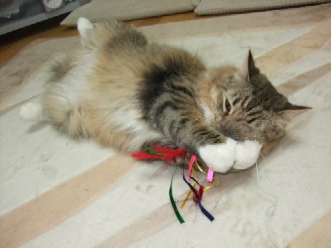 2008_0513猫写真0100