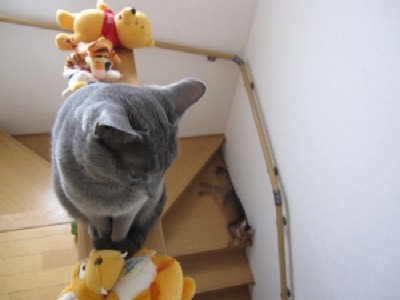 「猫だらけ」