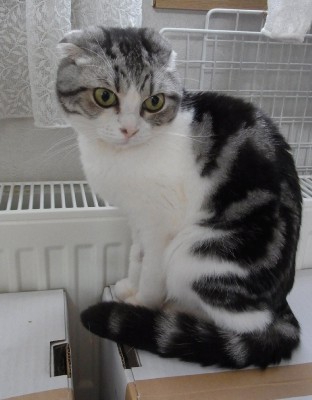 「猫だらけ」