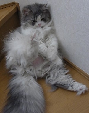 「猫だらけ」