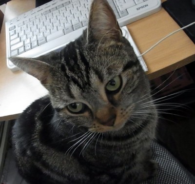 「猫だらけ」