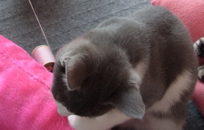 「猫だらけ」