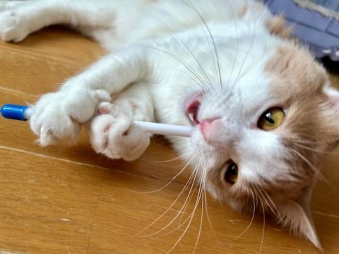 thumbnail_IMG_0323 (1)