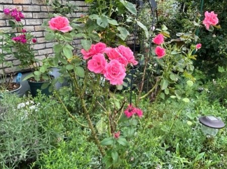 thumbnail_IMG_5609