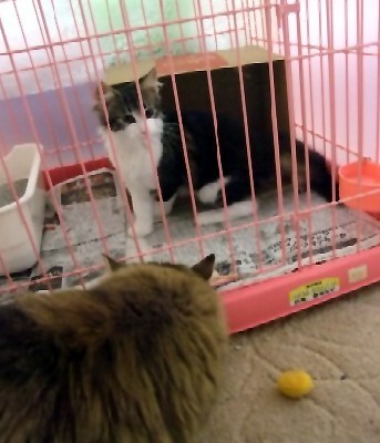 「猫だらけ」