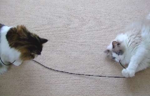 2007_0618猫写真0005