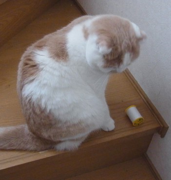 「猫だらけ」