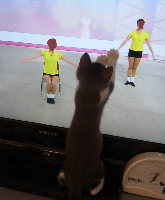 「猫だらけ」