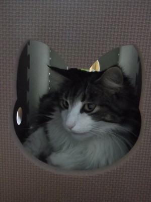 「猫だらけ」