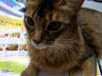 「猫だらけ」